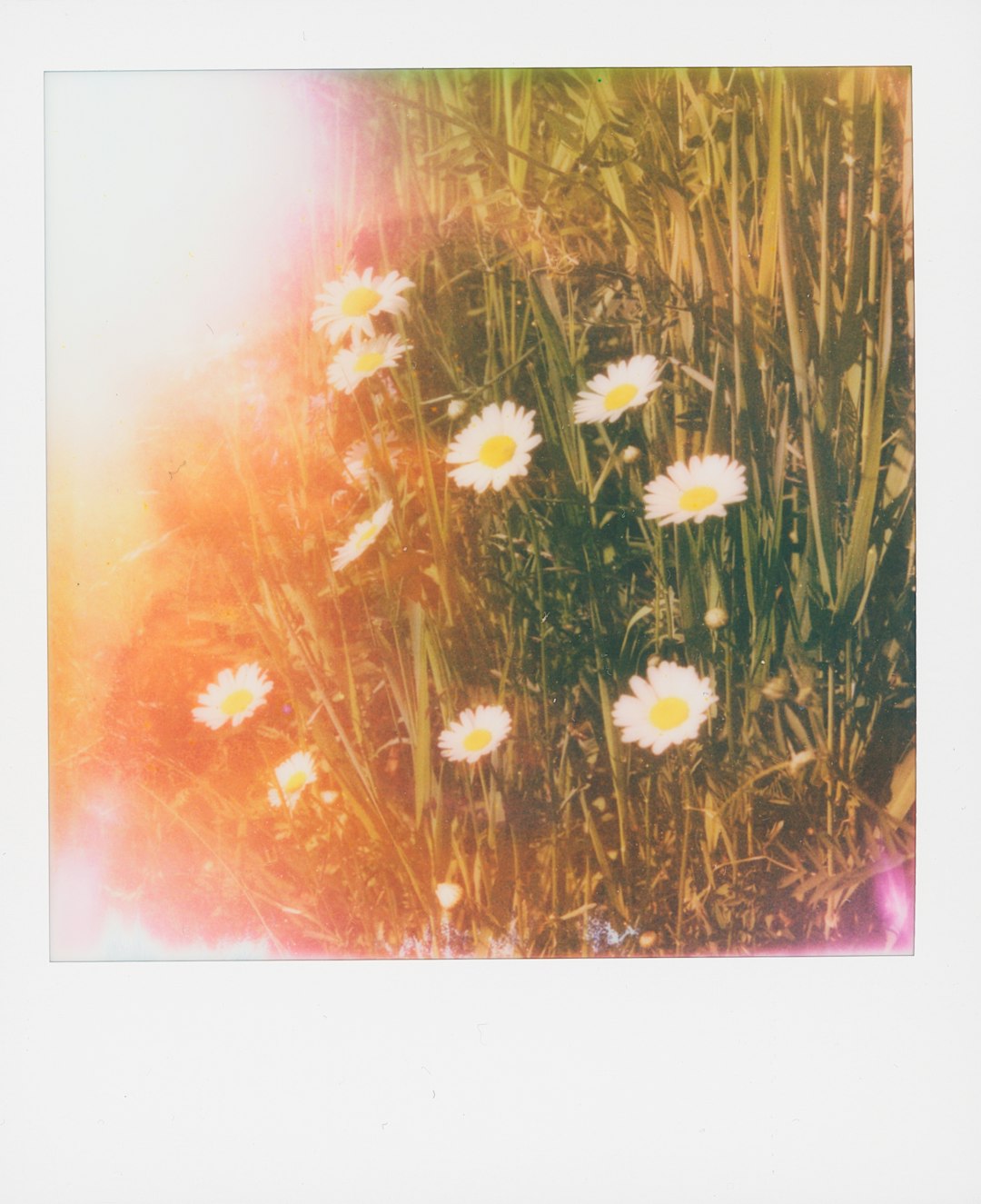 Dreamy daisies in a field with colorful light leaks